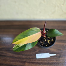 Load image into Gallery viewer, #R483 Philodendron Strawberry Shake