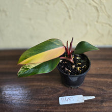 Load image into Gallery viewer, #R483 Philodendron Strawberry Shake