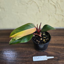 Load image into Gallery viewer, #R483 Philodendron Strawberry Shake