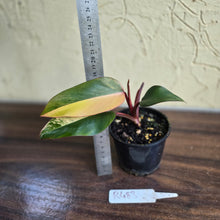 Load image into Gallery viewer, #R483 Philodendron Strawberry Shake