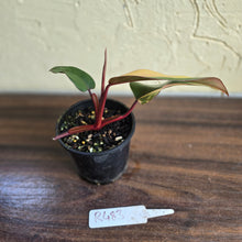 Load image into Gallery viewer, #R483 Philodendron Strawberry Shake