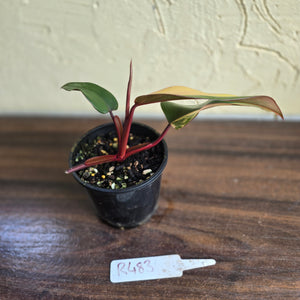#R483 Philodendron Strawberry Shake
