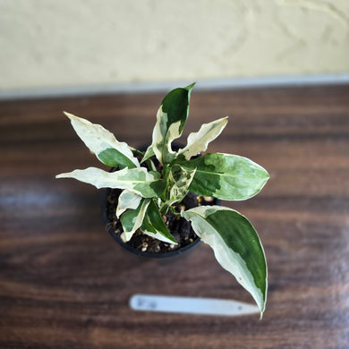 #R14 Spathiphyllum 'Monet' - Miniature