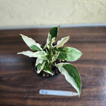 Load image into Gallery viewer, #R14 Spathiphyllum &#39;Monet&#39; - Miniature