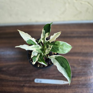 #R14 Spathiphyllum 'Monet' - Miniature