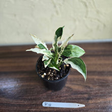 Load image into Gallery viewer, #R14 Spathiphyllum &#39;Monet&#39; - Miniature
