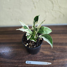 Load image into Gallery viewer, #R14 Spathiphyllum &#39;Monet&#39; - Miniature