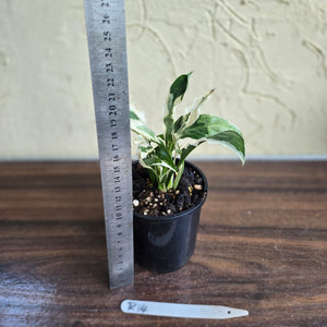 #R14 Spathiphyllum 'Monet' - Miniature