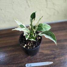 Load image into Gallery viewer, #R14 Spathiphyllum &#39;Monet&#39; - Miniature
