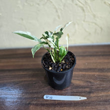 Load image into Gallery viewer, #R14 Spathiphyllum &#39;Monet&#39; - Miniature