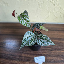 Load image into Gallery viewer, #R5 Piper Crocatum