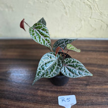 Load image into Gallery viewer, #R5 Piper Crocatum
