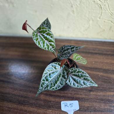 #R5 Piper Crocatum