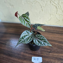 Load image into Gallery viewer, #R5 Piper Crocatum