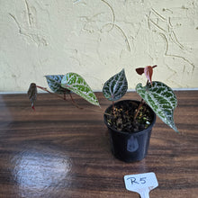 Load image into Gallery viewer, #R5 Piper Crocatum