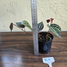Load image into Gallery viewer, #R5 Piper Crocatum