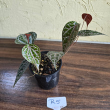Load image into Gallery viewer, #R5 Piper Crocatum