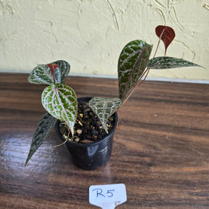 #R5 Piper Crocatum