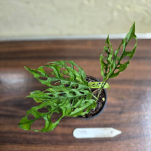 Load image into Gallery viewer, #D118 Monstera Obliqua