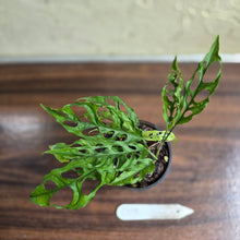 Load image into Gallery viewer, #D118 Monstera Obliqua