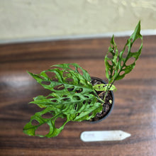 Load image into Gallery viewer, #D118 Monstera Obliqua