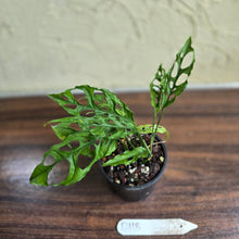 Load image into Gallery viewer, #D118 Monstera Obliqua