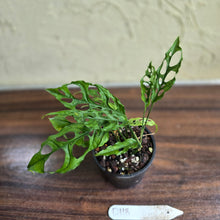 Load image into Gallery viewer, #D118 Monstera Obliqua