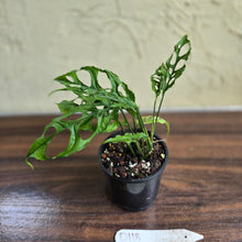 Load image into Gallery viewer, #D118 Monstera Obliqua