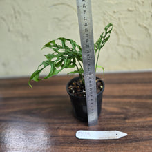 Load image into Gallery viewer, #D118 Monstera Obliqua