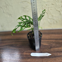 Load image into Gallery viewer, #D118 Monstera Obliqua