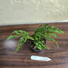 Load image into Gallery viewer, #D118 Monstera Obliqua