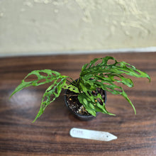 Load image into Gallery viewer, #D118 Monstera Obliqua