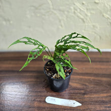 Load image into Gallery viewer, #D118 Monstera Obliqua