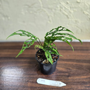 #D118 Monstera Obliqua