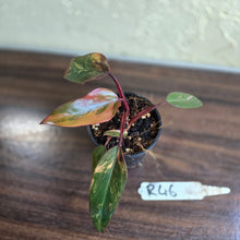 Load image into Gallery viewer, #R46 Philodendron Strawberry Shake