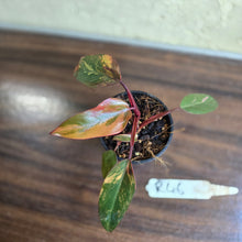 Load image into Gallery viewer, #R46 Philodendron Strawberry Shake
