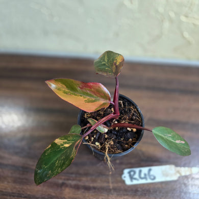 #R46 Philodendron Strawberry Shake