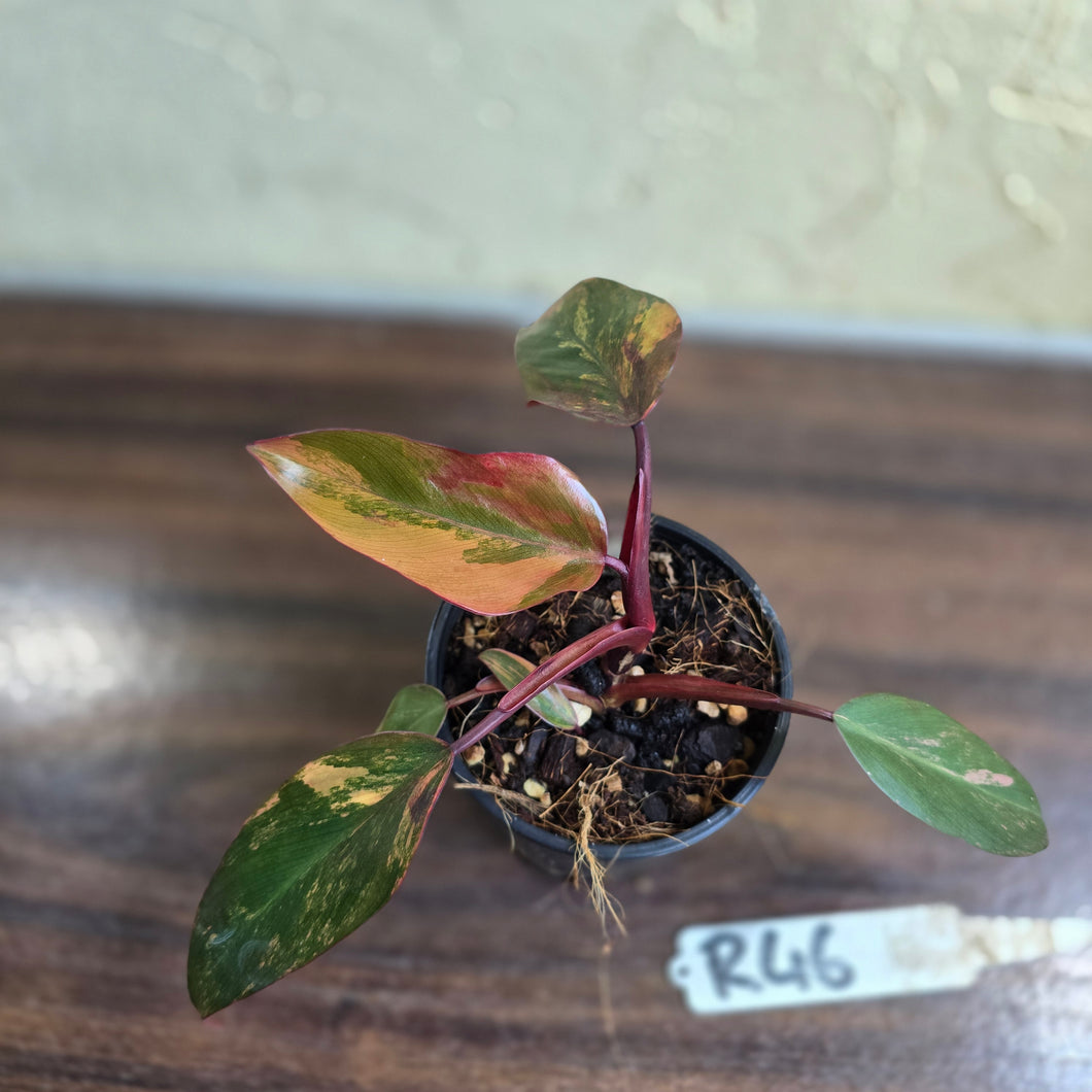 #R46 Philodendron Strawberry Shake