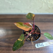 Load image into Gallery viewer, #R46 Philodendron Strawberry Shake