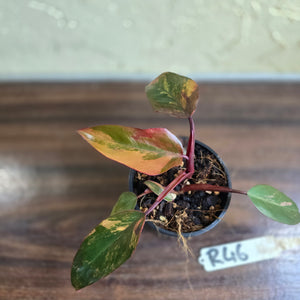 #R46 Philodendron Strawberry Shake