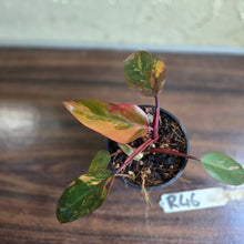 Load image into Gallery viewer, #R46 Philodendron Strawberry Shake