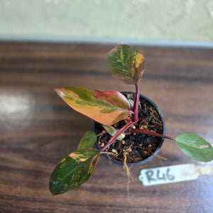 #R46 Philodendron Strawberry Shake