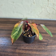 Load image into Gallery viewer, #R46 Philodendron Strawberry Shake