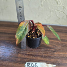 Load image into Gallery viewer, #R46 Philodendron Strawberry Shake