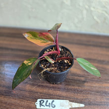 Load image into Gallery viewer, #R46 Philodendron Strawberry Shake