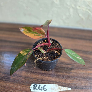 #R46 Philodendron Strawberry Shake