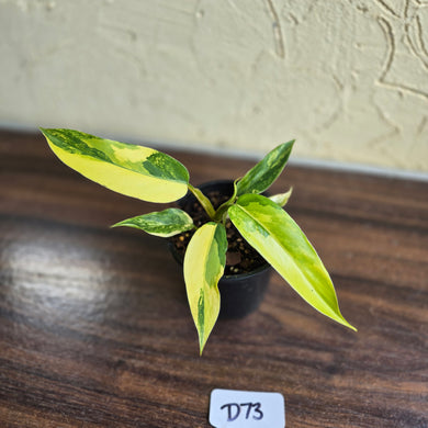 #D73 Highly Variegated Philodendron Domesticum