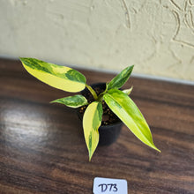 Load image into Gallery viewer, #D73 Highly Variegated Philodendron Domesticum