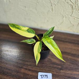 #D73 Highly Variegated Philodendron Domesticum