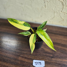 Load image into Gallery viewer, #D73 Highly Variegated Philodendron Domesticum